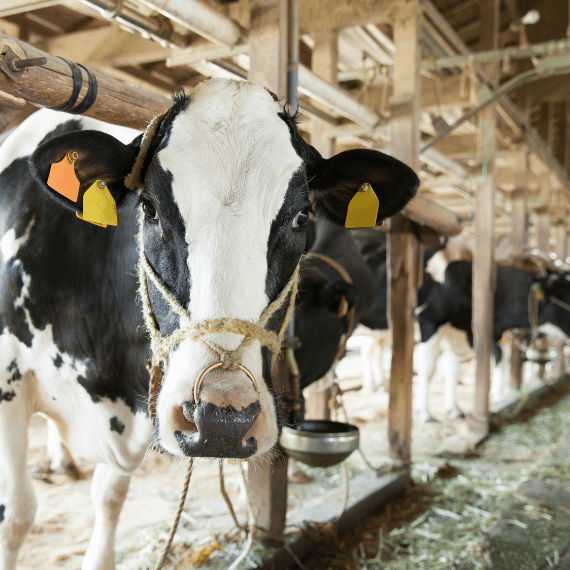 畜産や牧場・養豚場の悪臭・匂い対策畑の土壌改良が低価格で実現する国内産のヤシガラ活性炭を提供