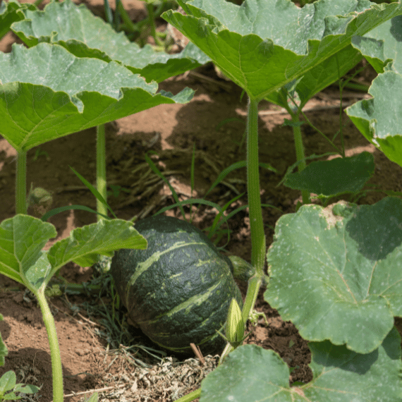 畜産や牧場・養豚場の悪臭・匂い対策畑の土壌改良が低価格で実現する国内産のヤシガラ活性炭を提供